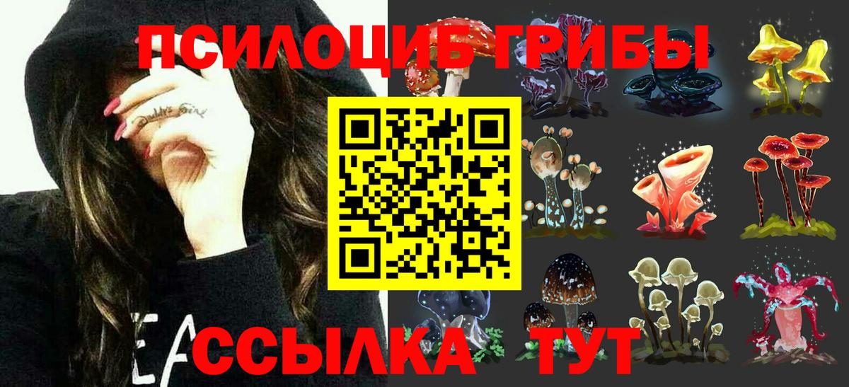 Галлюциногенные грибы Psilocybe Буйнакск